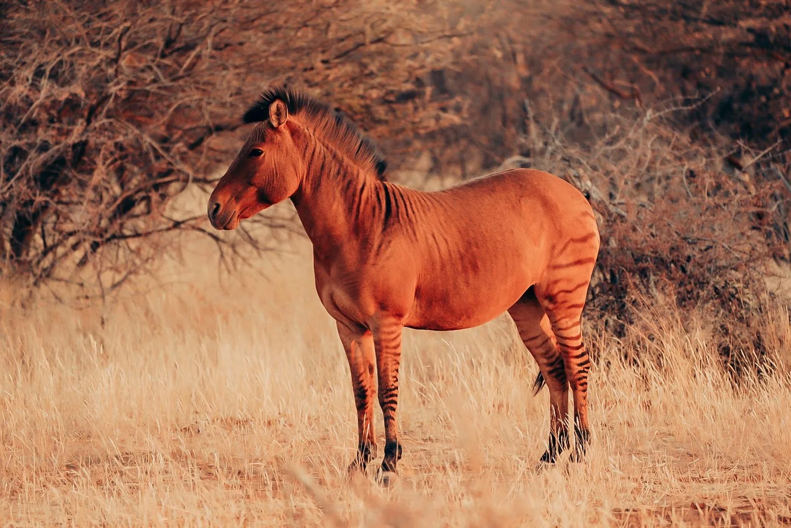 Wildlife management at Ombe
